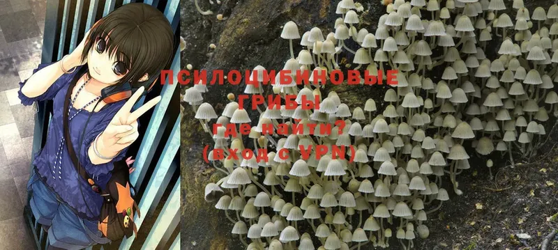 Галлюциногенные грибы Psilocybe  blacksprut   Балахна 